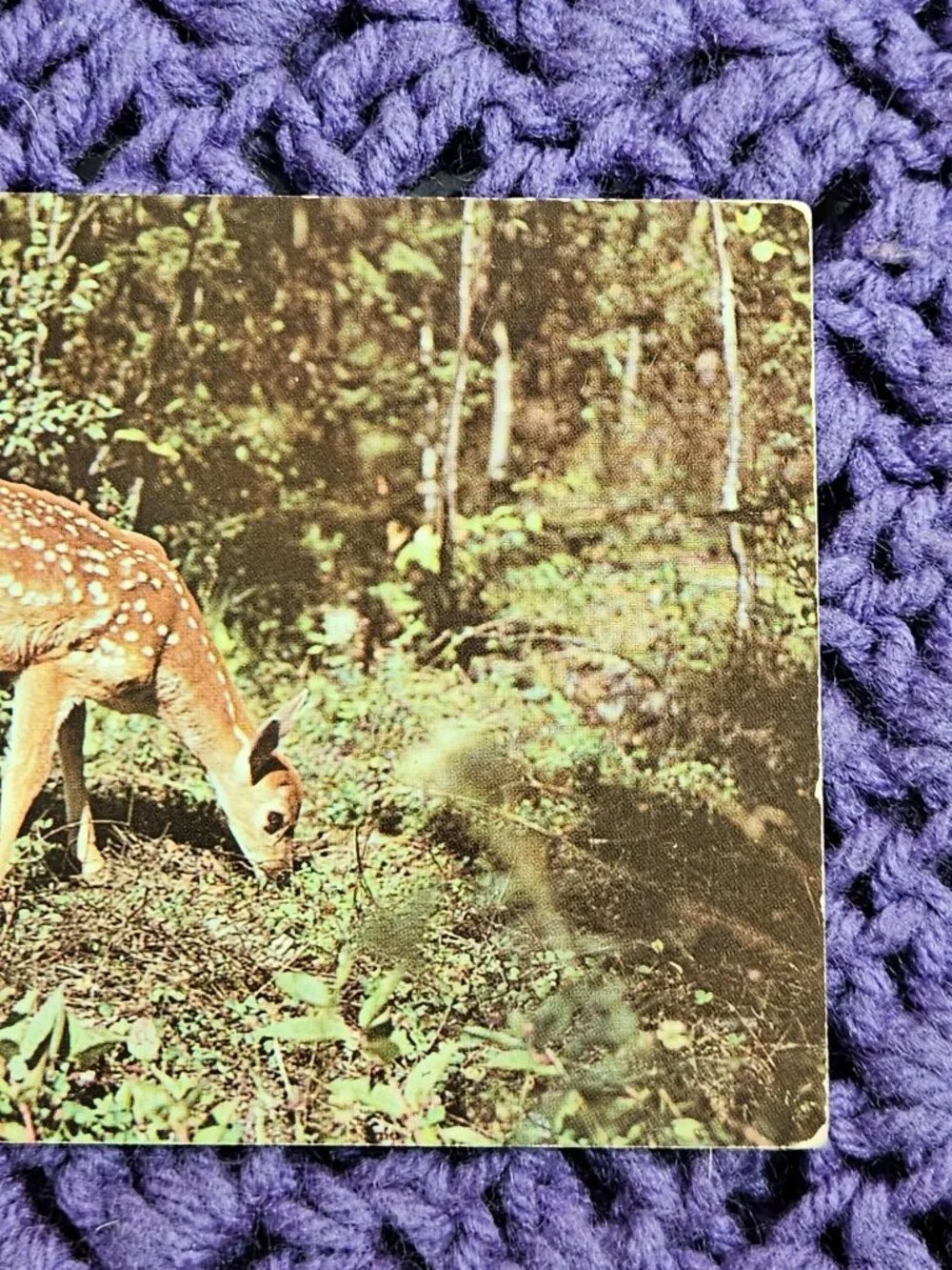 Nature's Darling Deer Postcard